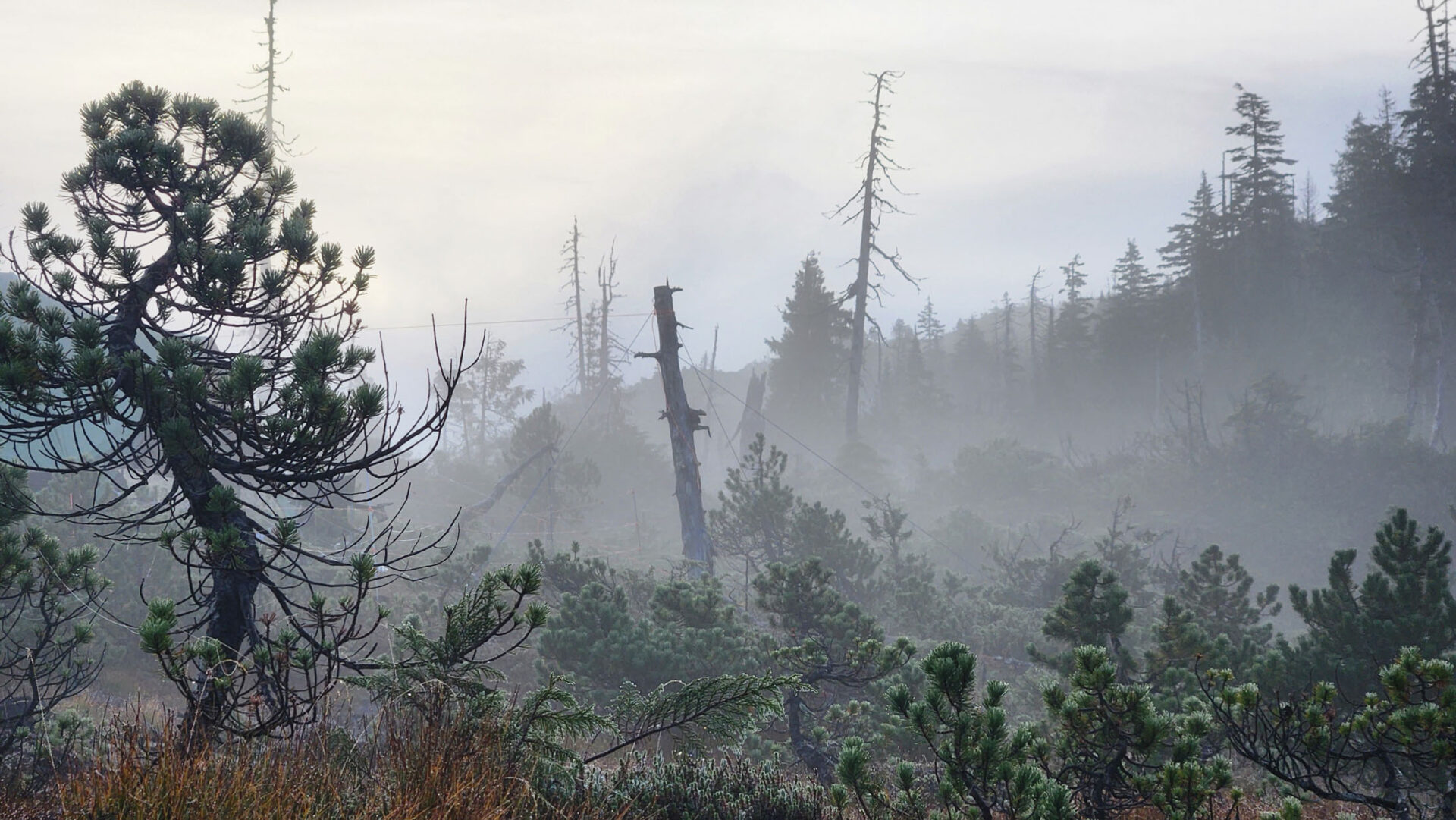 Misty forest landscape with evergreen trees.