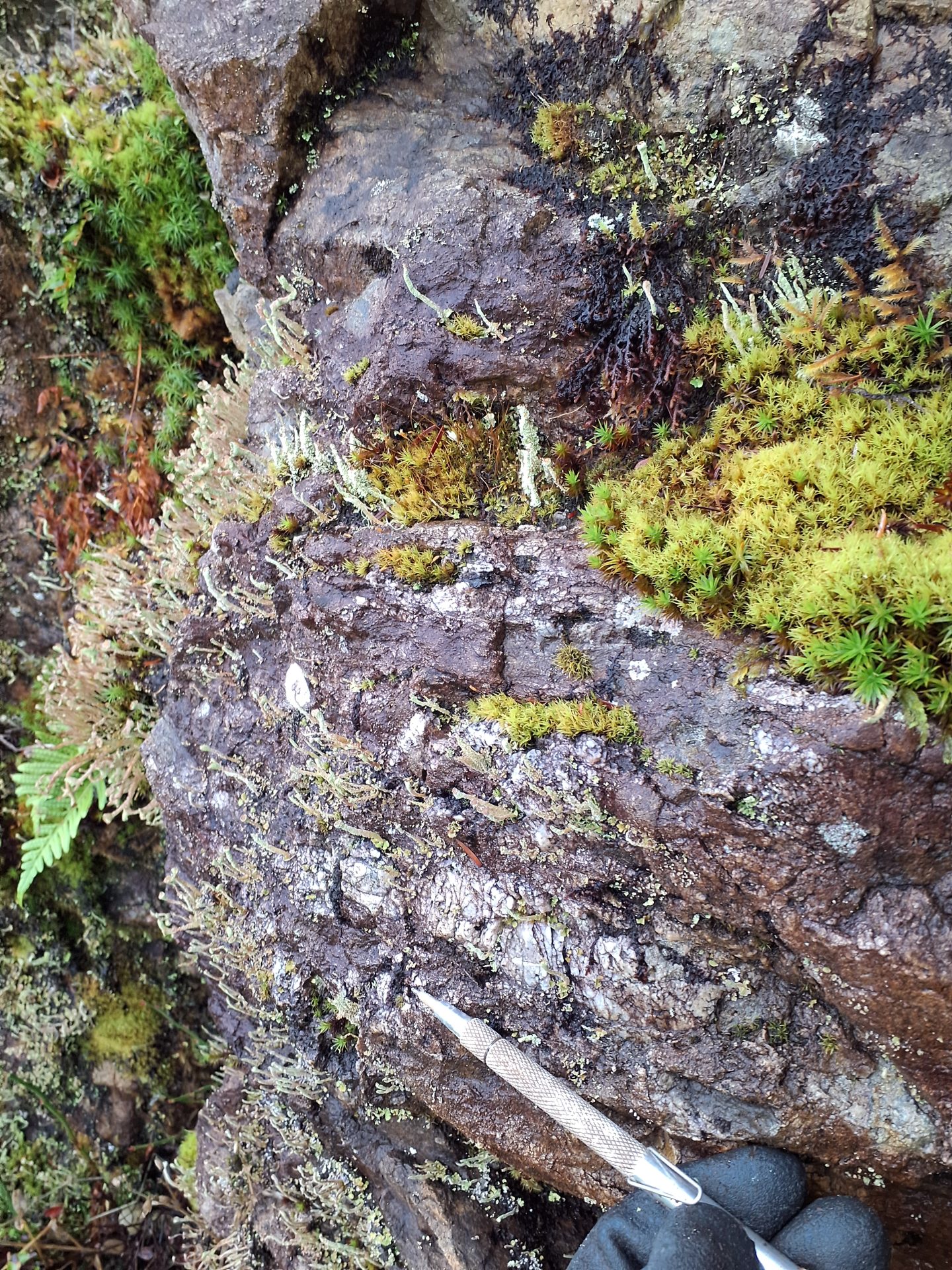 Close-up of moss and lichen on a rock.
